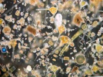 Plankton increases CO2 recording with increasing CO2 content in the air